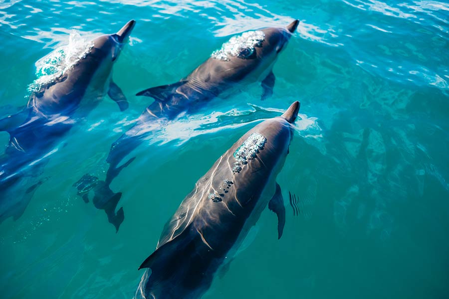 Activité île maurice : nage avec les dauphins